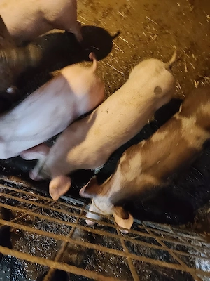 vind purcei  - imagine 3