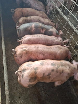 vand purcei  - imagine 3