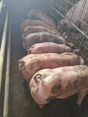 vand purcei  - imagine 4