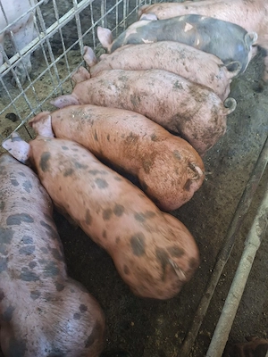 vand purcei  - imagine 2