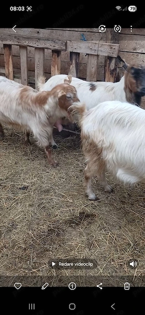 capre bune de lapte  - imagine 5