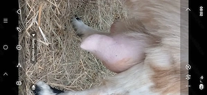 capre bune de lapte  - imagine 4