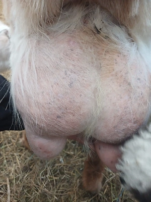 capre bune de lapte  - imagine 3