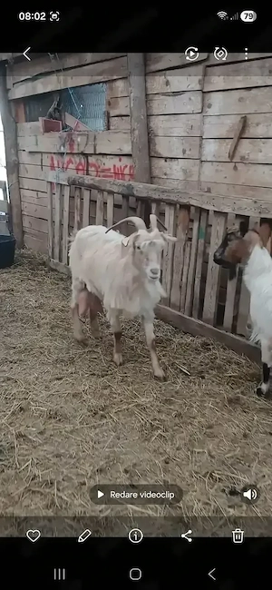 capre bune de lapte  - imagine 2