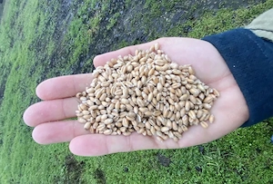 Grau recolta 2025  tona