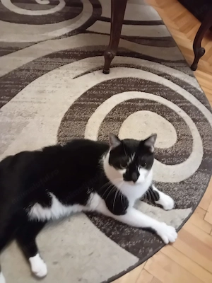 Țuțușu, motanel sterilizat alb-negru