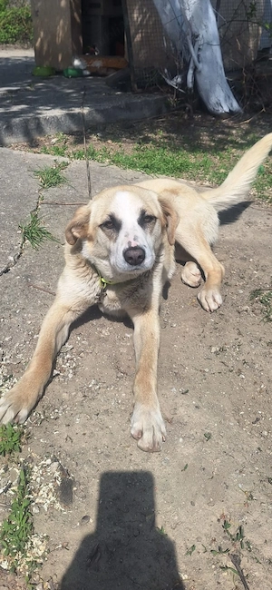 Catelusa pentru adoptie - imagine 3