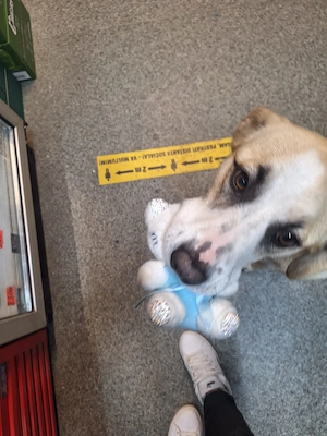 Catelusa pentru adoptie - imagine 2