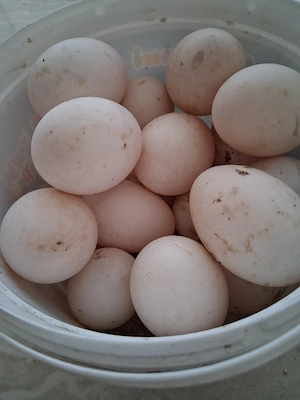 Vînd ouă de raț  - imagine 5