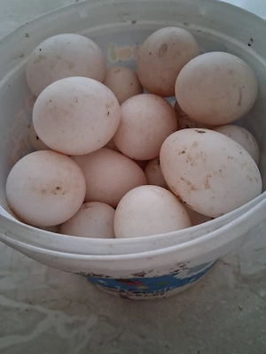 Vînd ouă de raț  - imagine 3