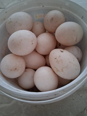 Vînd ouă de raț  - imagine 2