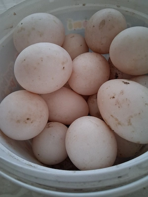 Vînd ouă de raț  - imagine 4