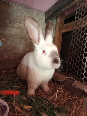 Vând iepure uriaș de Transilvania  - imagine 4