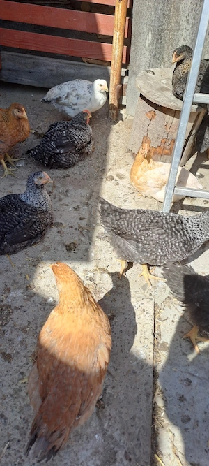 vind 20 pui mixt au 3luni 1,5kg - imagine 5