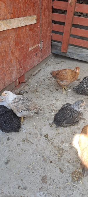 vind 20 pui mixt au 3luni 1,5kg - imagine 4