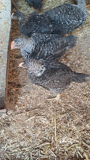 vind 20 pui mixt au 3luni 1,5kg - imagine 3