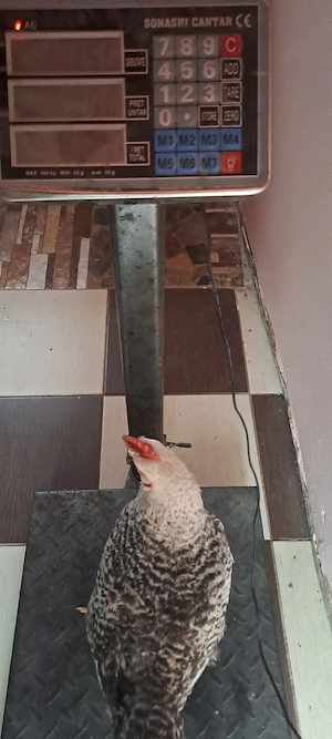 vind 20 pui mixt au 3luni 1,5kg - imagine 2