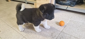 Akita American, pui, băiat 