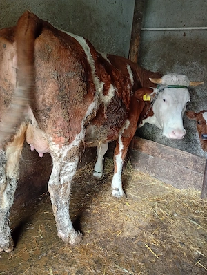 vand baltata romaneasca - imagine 2