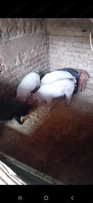 Vand purcei 8 saptamani - imagine 4