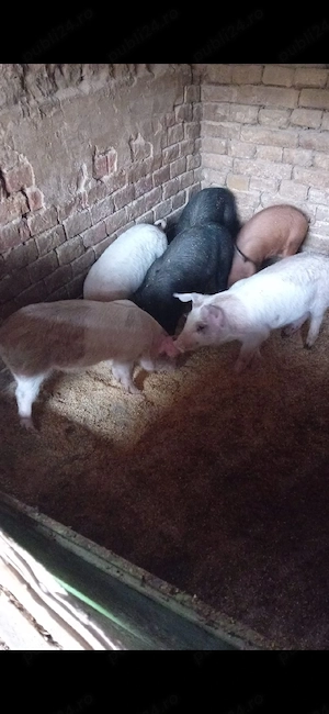 Vand purcei 8 saptamani - imagine 2