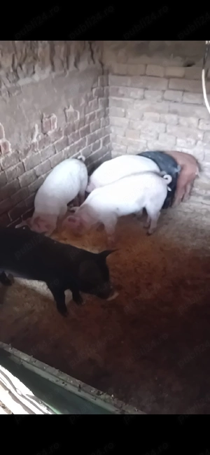 Vand purcei 8 saptamani - imagine 3