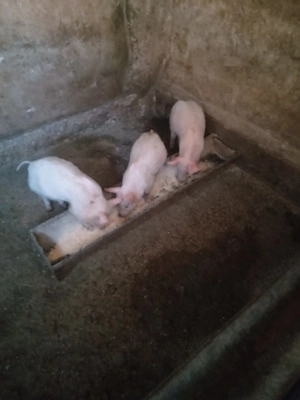 Purceii sunt vaccinati au rămas doar 3 buc mănâncă singuri faina usc