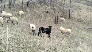 Miei și oi de vânzare  - imagine 2