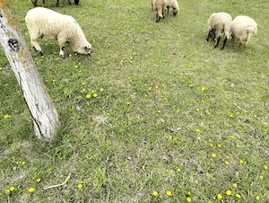 Miei și oi de vânzare 