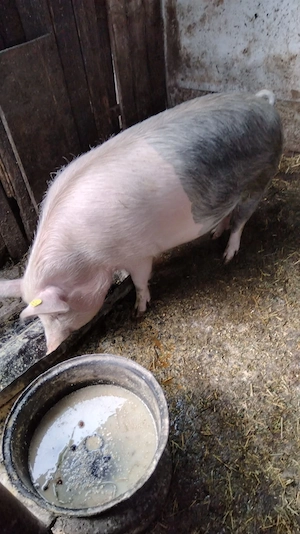 Vând scroafă gestantă. 