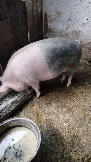 Vând scroafă gestantă.  - imagine 2