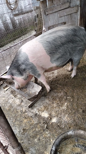 Vând scroafă gestantă. 