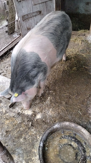 Vând scroafă gestantă.  - imagine 2