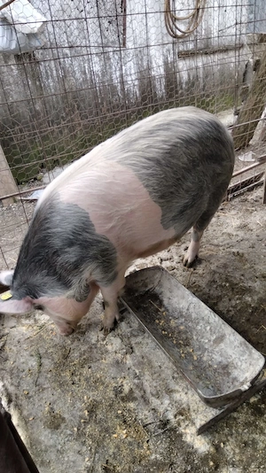 Vând scroafă gestantă.  - imagine 3