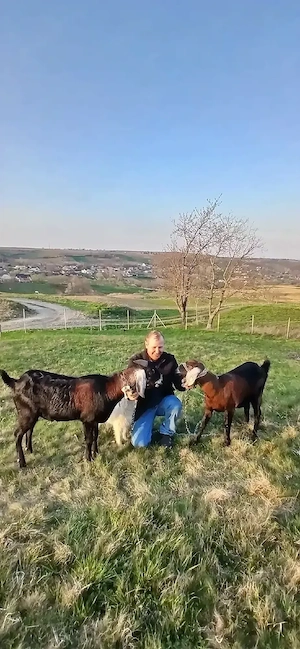 vand capre anglonubiene