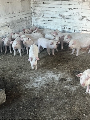 vand purce 20 buc castrați de 9 saptamani  - imagine 3