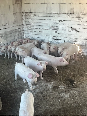 vand purce 20 buc castrați de 9 saptamani  - imagine 2