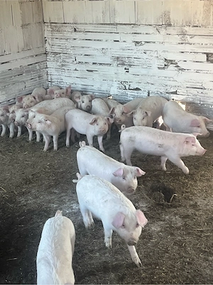 vand purce 20 buc castrați de 9 saptamani 