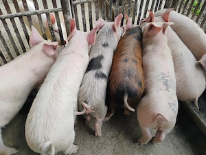 Vand Purcei Marel Alb  si Pietrian cu Landrace si Duroc