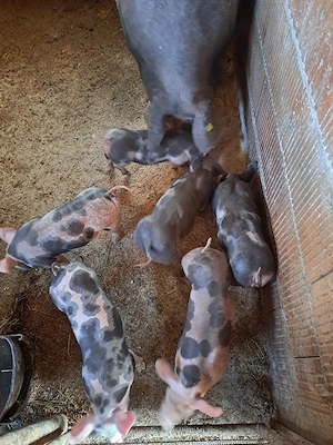 vand purcei  - imagine 3