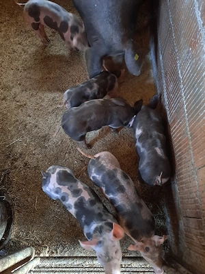 vand purcei  - imagine 2