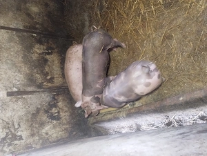 Șoldanei.......      - imagine 2