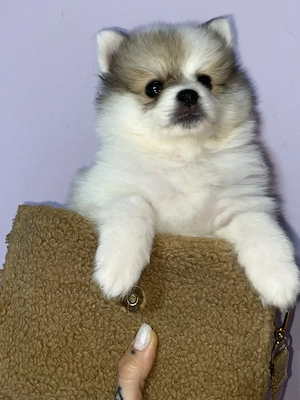  Pui Pomeranian adorabili își caută familie 