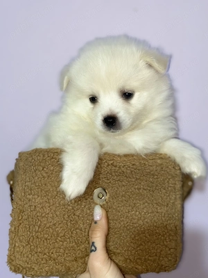  Pui Pomeranian adorabili își caută familie 