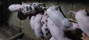 Purcei de vanzare - imagine 3