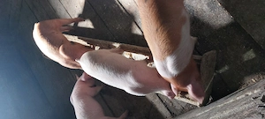 Purcei de vanzare - imagine 4