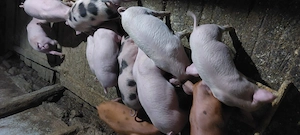 Purcei de vanzare - imagine 2