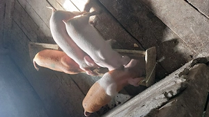 Purcei de vanzare - imagine 5