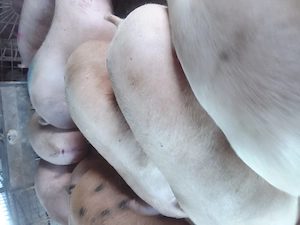 Porci și purcei rasa de carne  - imagine 3