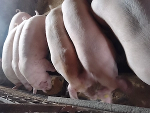 Porci mari și purcei  - imagine 2